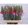 Antir Poto Cher Rose