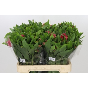 Alstroemeria Noa
