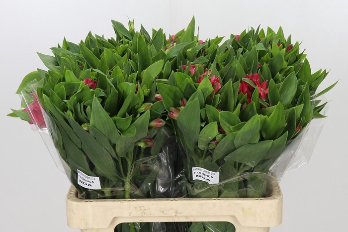<h4>Alstroemeria Noa</h4>