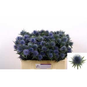 Eryngium Magnetar Questar