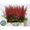 Astilbe Else Schluck Aert