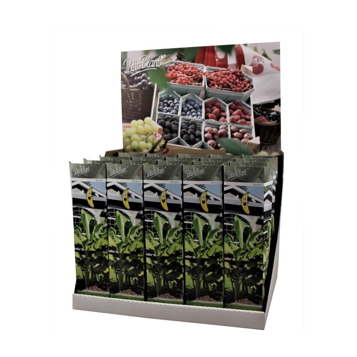 <h4>Musa Basjoo</h4>