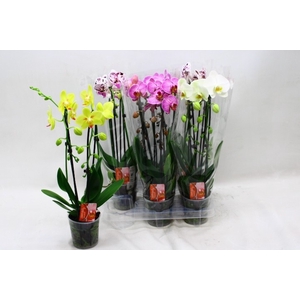 PHAL EL CASCADE