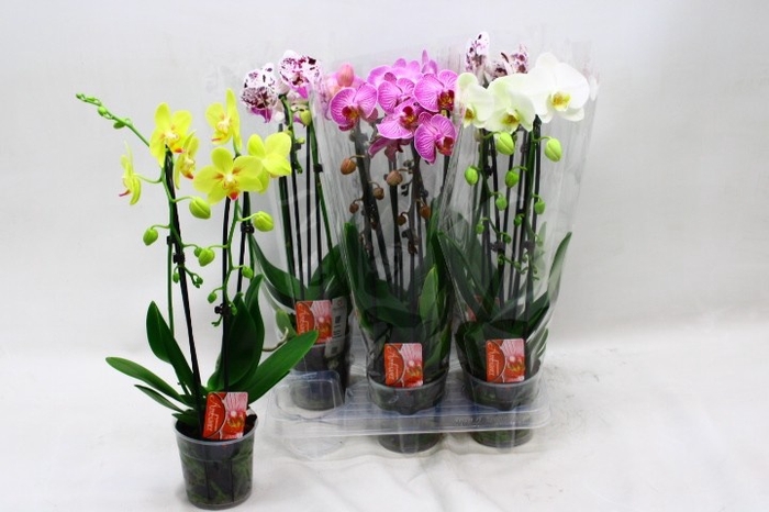 <h4>PHAL EL CASCADE</h4>