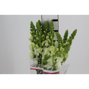 BOCA DE LEAO MONACO WHITE 080 CM