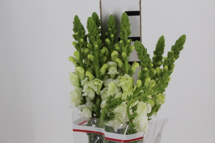 <h4>BOCA DE LEAO MONACO WHITE 080 CM</h4>