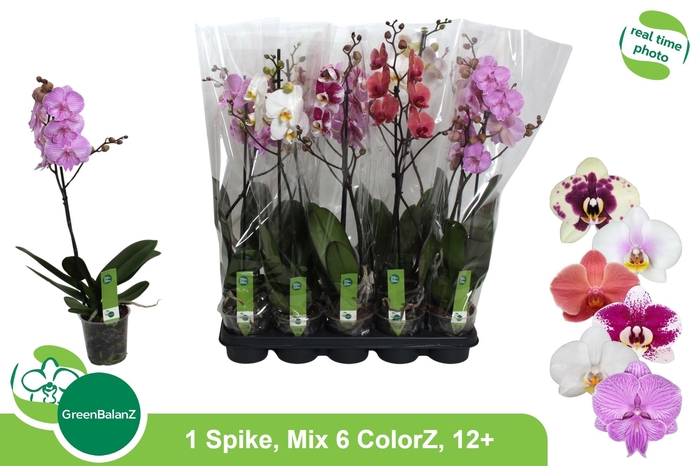 <h4>PHAL GEM 6 KL</h4>