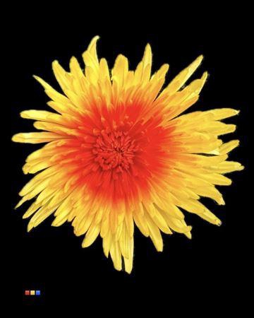 <h4>Chr G Ana Yellow + Red</h4>