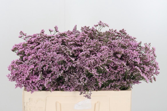 <h4>Lim Saf Oshi Pink</h4>