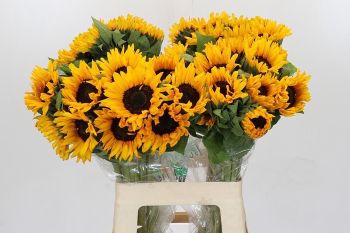 <h4>Helianthus Orange Fire</h4>