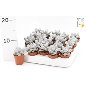 PACHYPHYTUM OVIFERUM