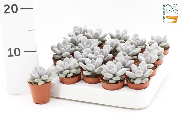 <h4>PACHYPHYTUM OVIFERUM</h4>