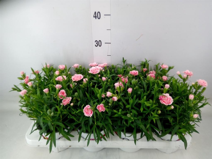 <h4>Dianthus  'Oscar Antique Pink'</h4>