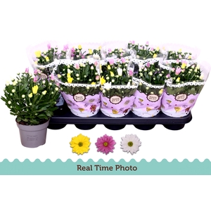 CHRYS GEM IN POT