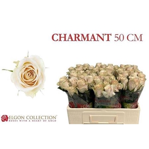 Rosa grootbloemig Charmant