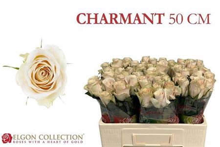 <h4>Rosa grootbloemig Charmant</h4>