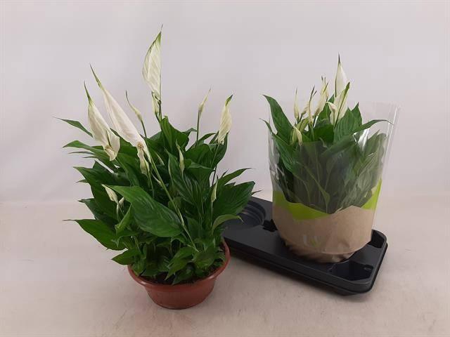 <h4>SPATH BELLINI</h4>