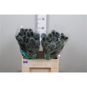 Eryn Scorpiu Questar