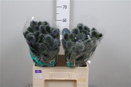 <h4>Eryn Scorpiu Questar</h4>