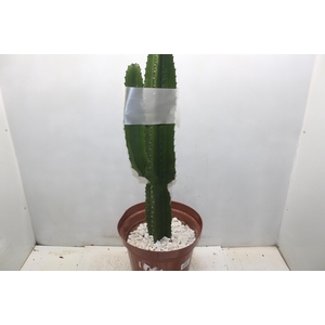 CACTUS EUPHORBIA MANDACARU P30