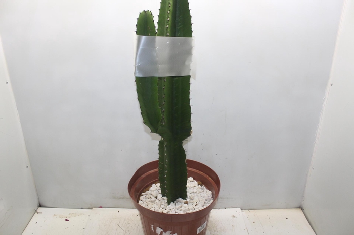 <h4>CACTUS EUPHORBIA MANDACARU P30</h4>