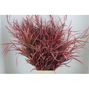 Grevillea Kbh Rose 200gr