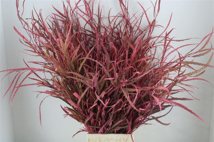 <h4>Grevillea Kbh Rose 200gr</h4>