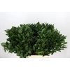 Ruscus Hypophyllum