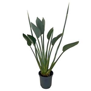 Strelitzia Reginae 19cm 2 bloem knop
