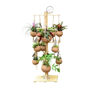 Kokodama Tree Small INCLUDING 24 best selling Kokodama's