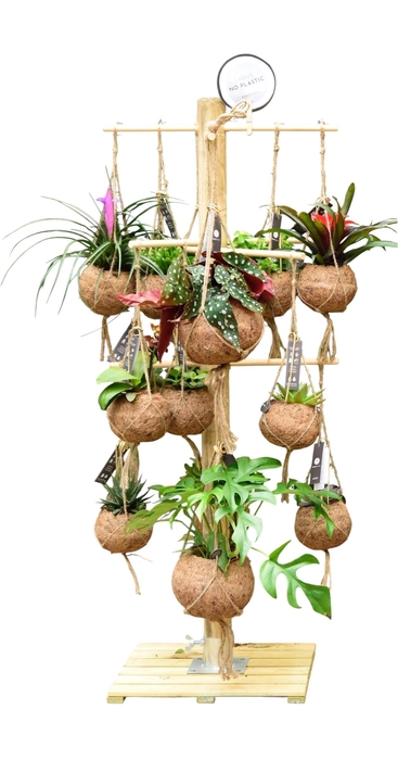 <h4>Kokodama Tree Small INCLUDING 24 best selling Kokodama's</h4>