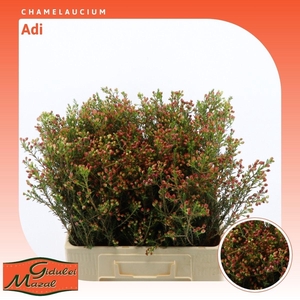Chamelaucium Adi