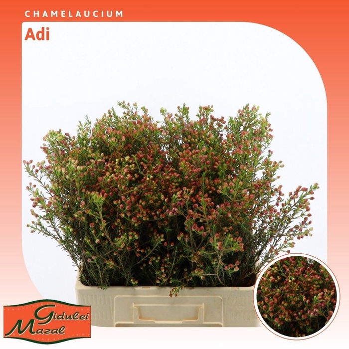 <h4>Chamelaucium Adi</h4>