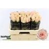 R Gr Harmony Peach Extra Alisha