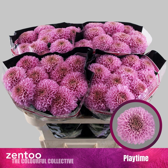 <h4>Chrysanthemum Indicum Grp geplozen Playtime</h4>