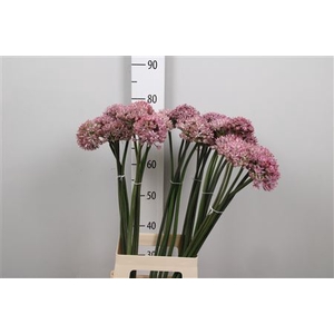 Allium Pink Jewel