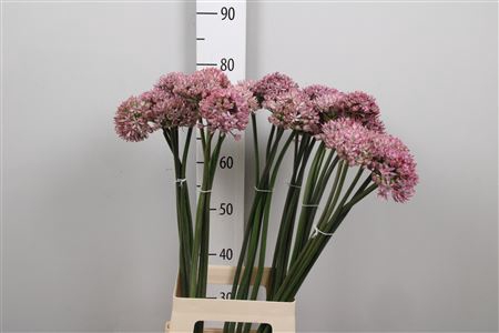 <h4>Allium Pink Jewel</h4>