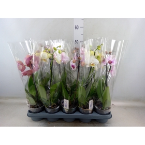 Phalaenopsis   ...mix