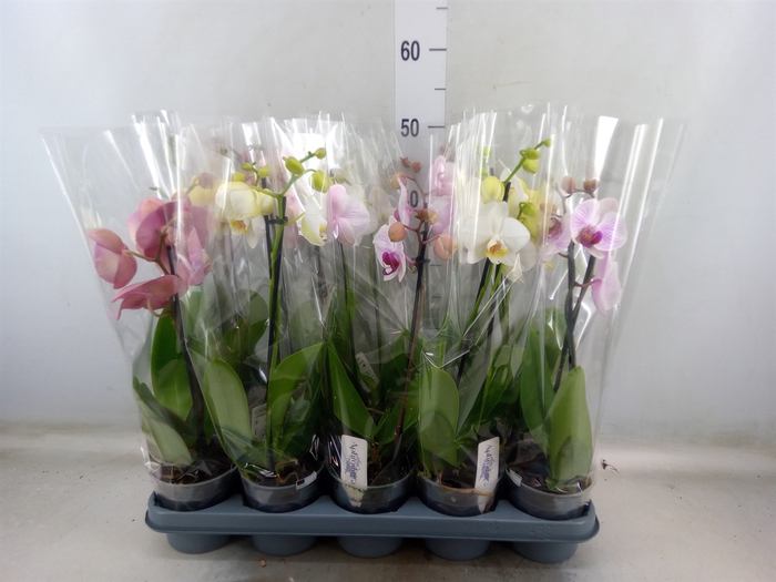 <h4>Phalaenopsis   ...mix</h4>
