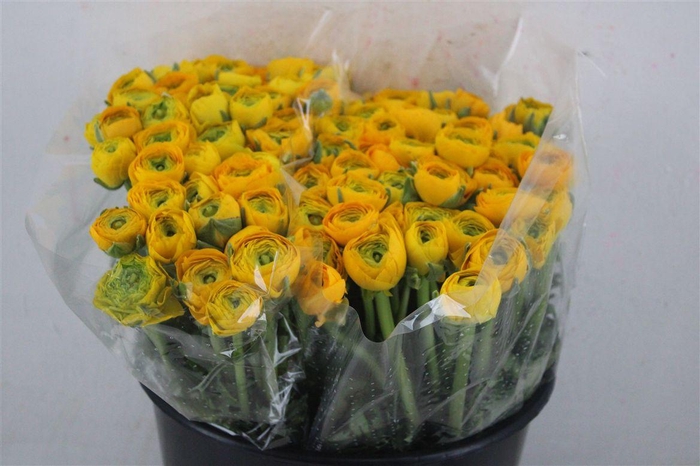 <h4>Ran Elegance Yellow</h4>