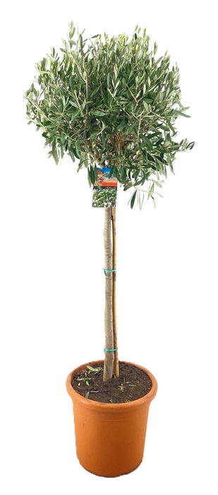 <h4>Olea europaea</h4>