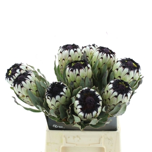 Protea Mag Niobe