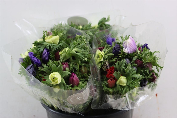 <h4>Anem Marianne Mix</h4>