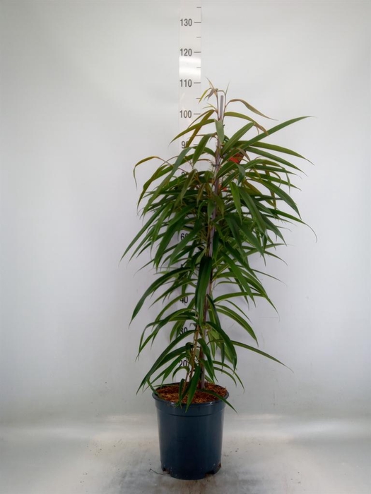 <h4>Ficus binn. 'Alii'</h4>