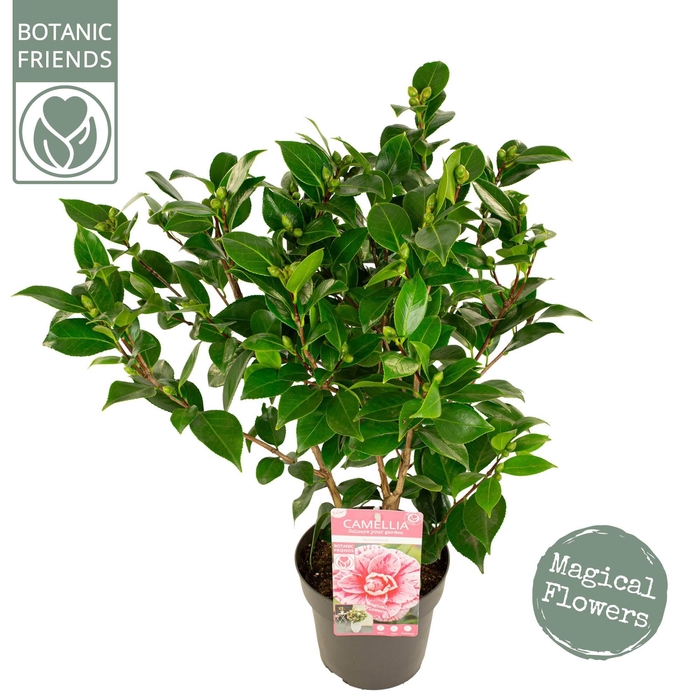 <h4>Camellia jap. 'Bonomiana'</h4>