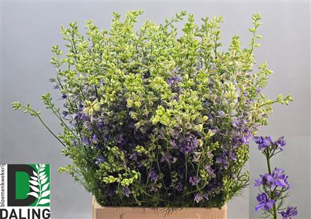 <h4>Cons R Q Violet/lilac</h4>