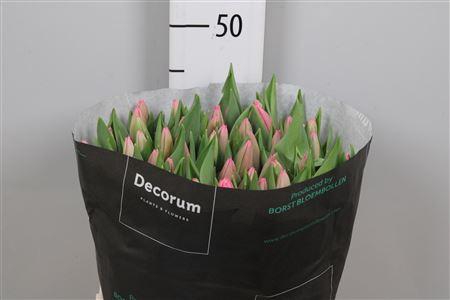 <h4>Tu En Milkshake</h4>