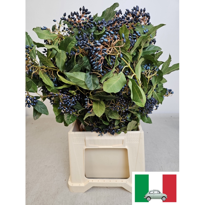 <h4>VIBURNUM PB ZWARTE BES</h4>