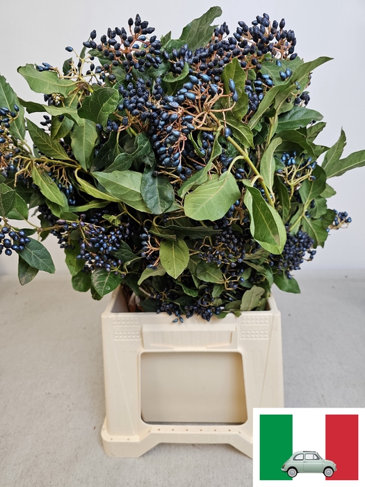 VIBURNUM PB ZWARTE BES