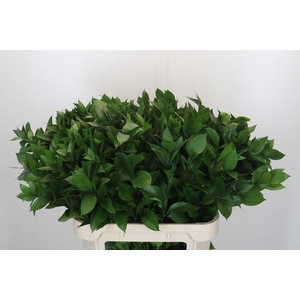 RUSCUS HYPOPHYLLUM